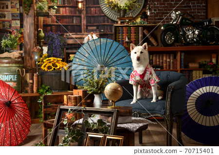 A white-haired Shiba Inu posing in a kimono against the background of a Japanese umbrella 70715401