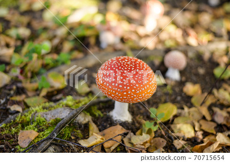 可愛的蘑菇(有毒蘑菇貝尼滕塔克) 可愛的蘑菇(有毒蘑菇貝尼滕塔克) 70715654