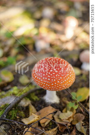 可愛的蘑菇（有毒蘑菇貝尼滕塔克） 70715655