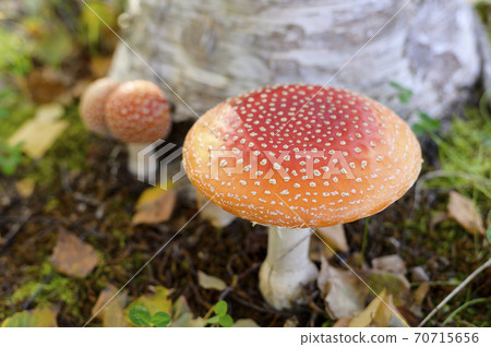 Cute mushroom (poisonous mushroom fly agaric) 70715656
