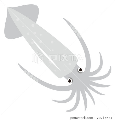 Squid illustration Squid illustration 70715674