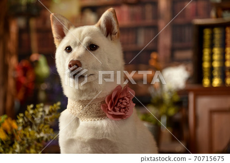 White-haired Shiba Inu recommended on a vintage background White-haired Shiba Inu recommended on a vintage background 70715675