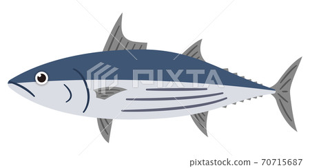 Skipjack illustration - Stock Illustration [70715687] - PIXTA