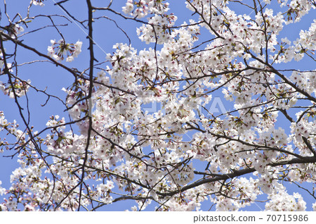 公園裡的櫻花盛開。通過花間的縫隙可以看到藍天。 70715986