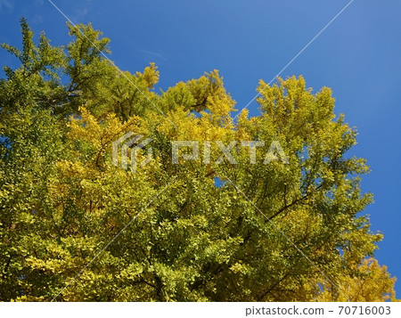 Ginkgo ginkgo ginkgo 70716003