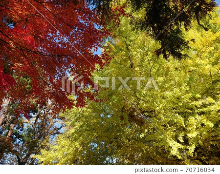 秋葉和黃葉Momiji Momiji銀杏Icho銀杏 秋葉和黃葉Momiji Momiji銀杏Icho銀杏 70716034