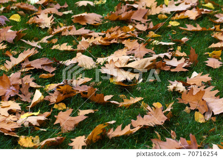 Autumn yellow dry oak leaves on green grass Autumn yellow dry oak leaves on green grass 70716254