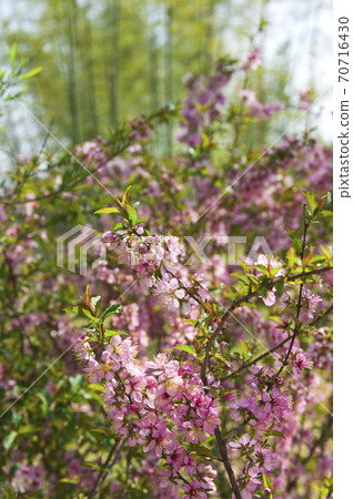 公園裡的梅花盛開。梅花的名字叫二花梅。 公園裡的梅花盛開。梅花的名字叫二花梅。 70716430