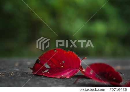 Red cherry leaves on a wooden table 70716486