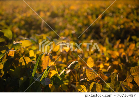 Soybean field in the evening 70716487