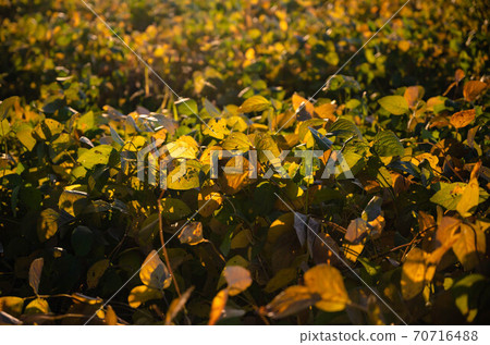 Soybean field in the evening Soybean field in the evening 70716488