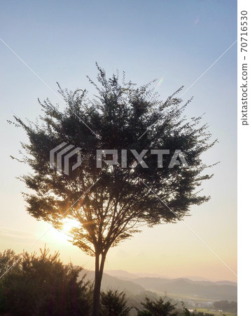 Sunset, sun and trees landscape 70716530