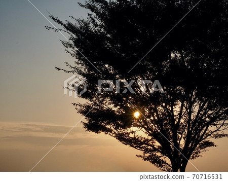 Sunset, sun and trees landscape Sunset, sun and trees landscape 70716531