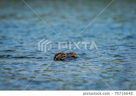 Smooth coated otter in pristine blue water of ramganga river for fishing at dhikala zone of jim corbett national park or tiger reserve uttarakhand india - Lutrogale perspicillata 70716648