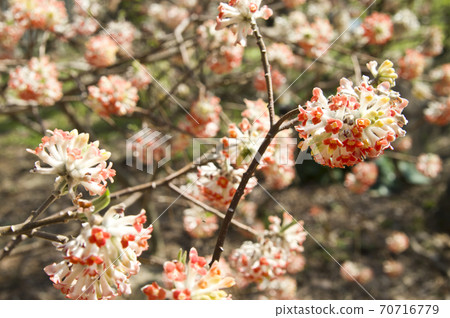 The flowers of Mitsumata in the park are in full bloom. The flowers of Mitsumata in the park are in full bloom. 70716779