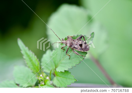 Hojoki bug 70716788