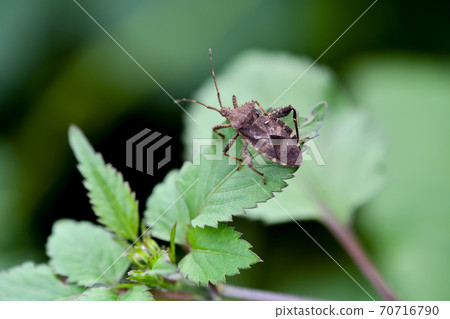 Hojoki bug Hojoki bug 70716790
