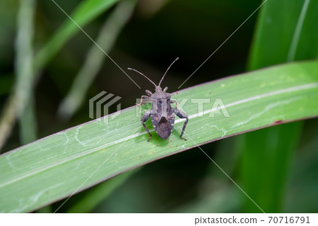 Hojoki bug Hojoki bug 70716791