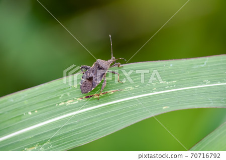 Hojoki bug 70716792