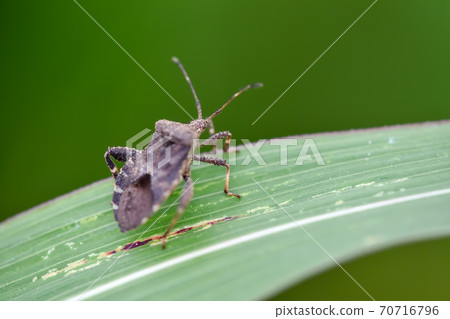 Hojoki bug 70716796