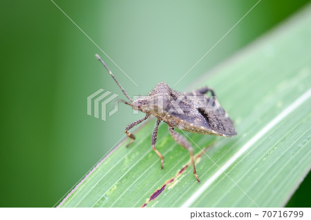 Hojoki bug 70716799