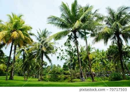 Phuket Hilton Hotel Palm Tree 70717503