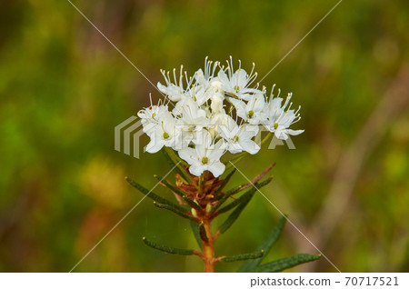 Flowering Rhododendron tomentosum 70717521