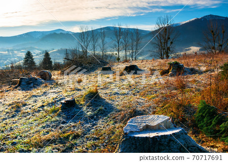 deforestation in the mountains. stump of fresh cut trees in hoarfrost. cold autumn morning countryside scenery deforestation in the mountains. stump of fresh cut trees in hoarfrost. cold autumn morning countryside scenery 70717691