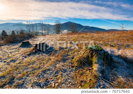 deforestation in the mountains. stump of fresh cut trees in hoarfrost. cold autumn morning countryside scenery deforestation in the mountains. stump of fresh cut trees in hoarfrost. cold autumn morning countryside scenery 70717693