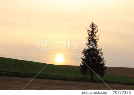 Christmas tree tree 70717836