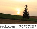 Christmas tree tree 70717837