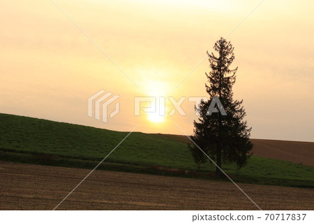 Christmas tree tree Christmas tree tree 70717837