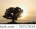 Seven Star Tree 70717838
