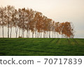 Trees near the Seven Stars Tree 70717839