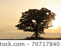 Seven Star Tree 70717840
