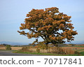 Seven Star Tree 70717841