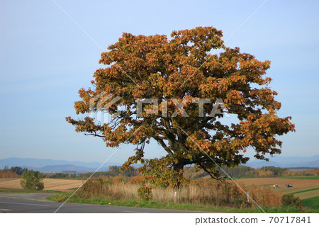 Seven Star Tree Seven Star Tree 70717841