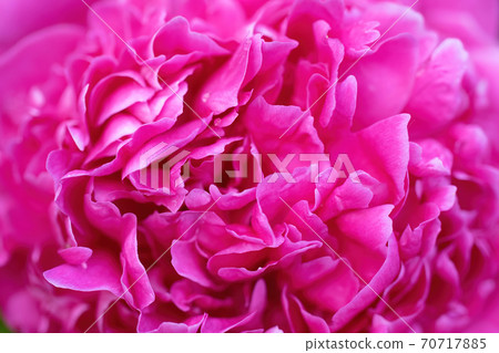floral arrangement of pink pion flowers close-up. floral arrangement of pink pion flowers close-up. 70717885