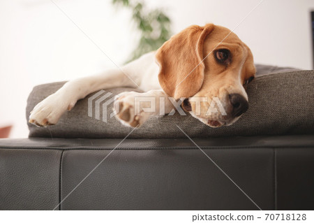 adult beagle resting on a gray sofa adult beagle resting on a gray sofa 70718128