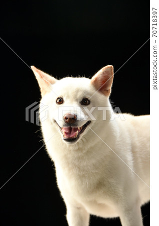 Studio portrait of Shiba Inu in black background Studio portrait of Shiba Inu in black background 70718397