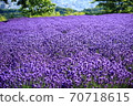 Lavender at Horomi Pass 70718615
