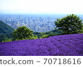 Lavender at Horomi Pass 70718616