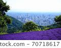 Lavender at Horomi Pass 70718617