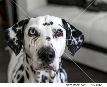 Portrait of an adult Dalmatian dog with heterochromia. Copy space. 70718650