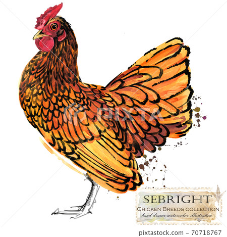 Chicken breed collection. Poultry farming. domestic farm birds hand drawn watercolor illustration. Hen. Rooster. Chicken breed collection. Poultry farming. domestic farm birds hand drawn watercolor illustration. Hen. Rooster. 70718767