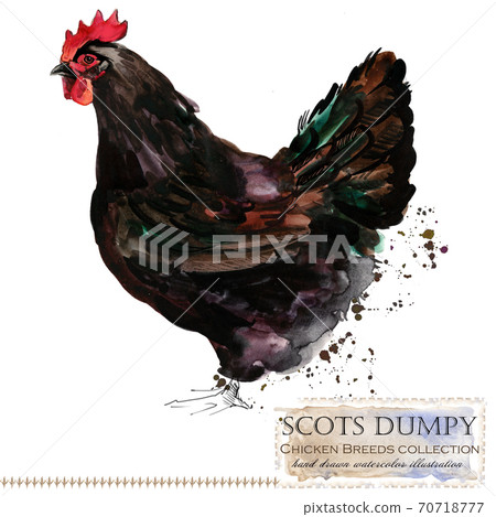 Chicken breed collection. Poultry farming. domestic farm birds hand drawn watercolor illustration. Hen. Rooster. Chicken breed collection. Poultry farming. domestic farm birds hand drawn watercolor illustration. Hen. Rooster. 70718777