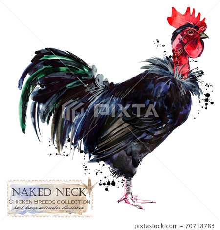 Chicken breed collection. Poultry farming. domestic farm birds hand drawn watercolor illustration. Hen. Rooster. Chicken breed collection. Poultry farming. domestic farm birds hand drawn watercolor illustration. Hen. Rooster. 70718783