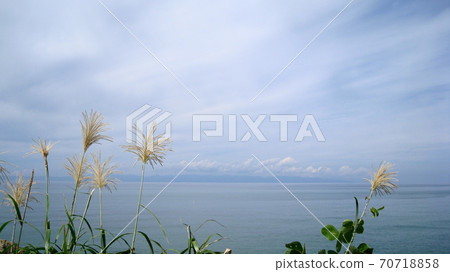 Japanese pampas grass blooming on the coast and Sado Island lying on the Sea of Japan 70718858