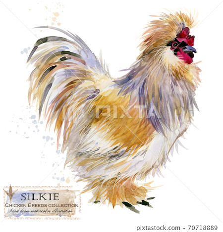 Chicken breed collection. Poultry farming. domestic farm birds hand drawn watercolor illustration. Hen. Rooster.  70718889