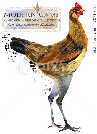 Chicken breed collection. Poultry farming. domestic farm birds hand drawn watercolor illustration. Hen. Rooster.  70719152